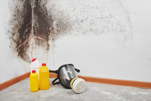 Best HVAC Mold Remediation in East York, PA