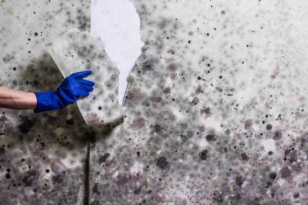 Professional Mold Remediation in East York, PA